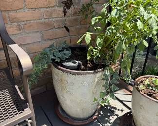 Plant