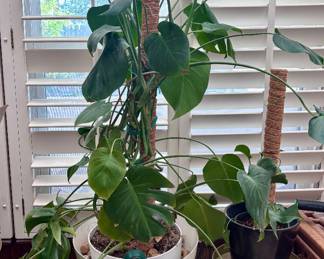 indoor house plants