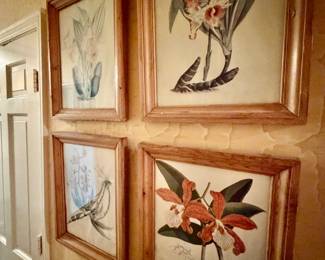 vintage botanical prints of Cattleya orchids