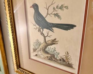 George Edwards' A Natural History of Uncommon Birds (1743), depicting "The Black Indian Cuckow"