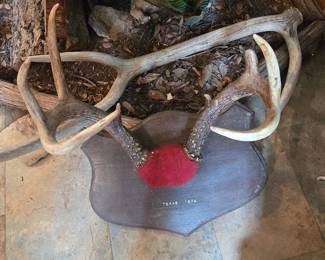 1974 Deer Mount 