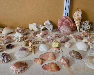 Part of Shell Collection 