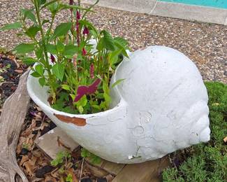 Seashell Plant