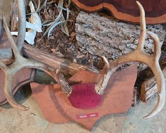 1963 Deer Mount