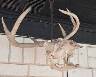Deer Mount 