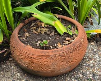 Plant 