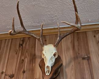 Deer Mount 