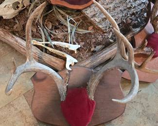 Deer Mount