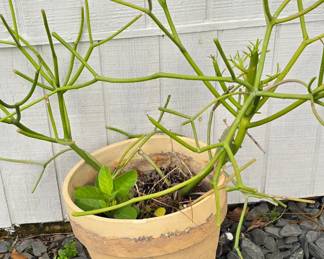 Plant