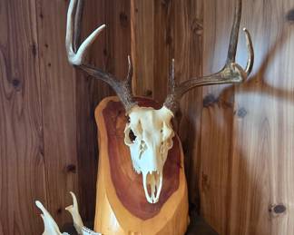 Deer Mount on Cedar
