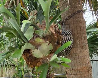 Plant Hanging From Tree