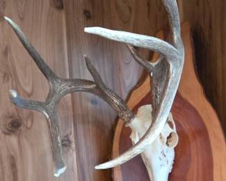 Deer Mount on Cedar