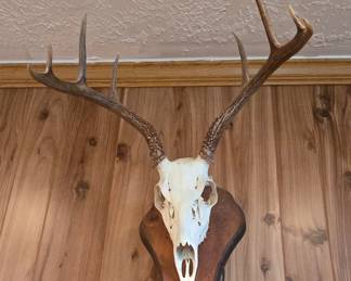 Another Deer Mount 