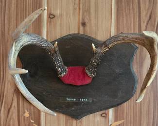 1974 Deer Mount