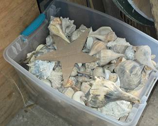 Sea Shells