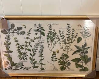 Vintage Adolphe Millot Botanical Print Wall Art
