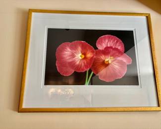 Amy Lamb "Pansies" Botanical Photography - Limited Edition Print