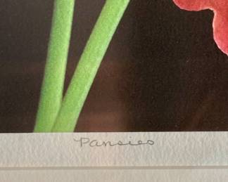 Amy Lamb "Pansies" Botanical Photography - Limited Edition Print