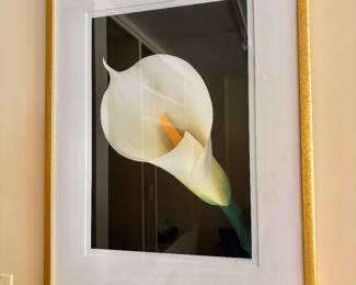 Amy Lamb "White Calla Lily" Botanical Photography - - Limited Edition Print
