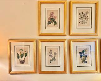 Framed Original Paxton Botanicals