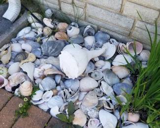 Shells