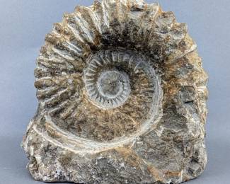 White Ammonite Fossil, Cretaceous Age, c. 90 Million Years Old, Found In Agadir, Morocco, 5" Tall x 5.25" Wide