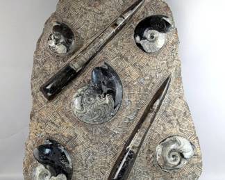 Large Orthoceras Fossil Plate, 26.5" x 19.5"