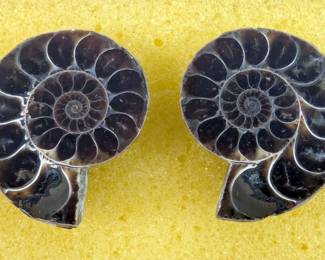 Polished Ammonite Fossils, Qty. 2, In Display Case, Jewelry Grade