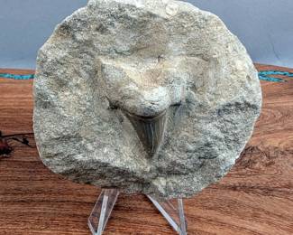 Otodus Shark Tooth On Rock, 3.25" x 3.25"