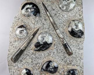 Large Orthoceras Fossil Plate, 26.5" x 20.25"
