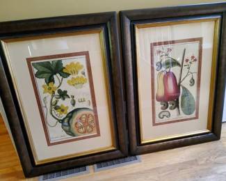 Two Large Framed Botanical Art Prints  Vintage Style Cucumis  Anacardium Studies
