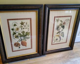 Pyrus And Momordica Framed Art