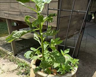 Assorted Potted Plants: Snake Plant, Schefflera, Dracaena