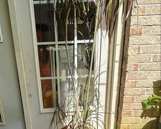 Assorted Potted Plants: Snake Plant, Schefflera, Dracaena