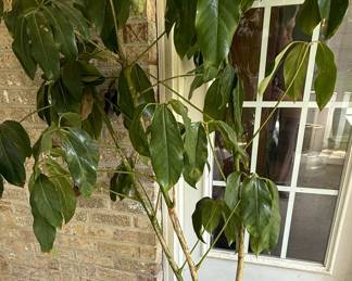 Assorted Potted Plants: Snake Plant, Schefflera, Dracaena
