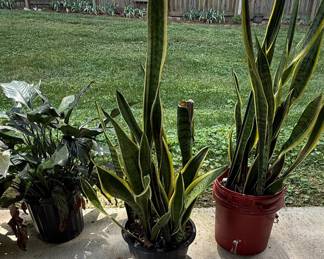 Assorted Potted Plants: Snake Plant, Schefflera, Dracaena