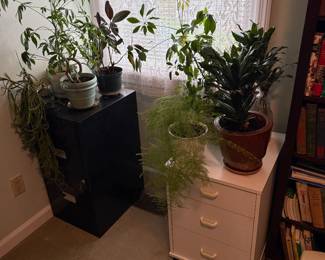 House plants 