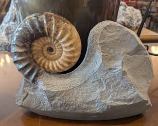 Nautilis Fossil 