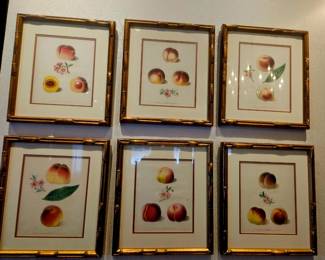Peach photgravures hand colored