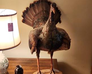 Taxidermy Turkey Mount