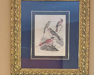 Framed Ornithological Prints  (Framed Size 23” x 26”)