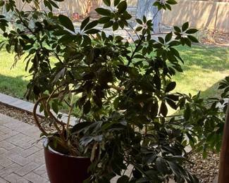 Large plant