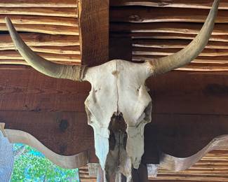 Large cow skull