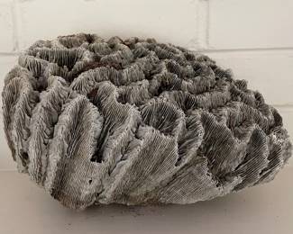 Brain coral