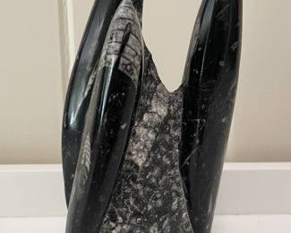 Fossil Orthocerus