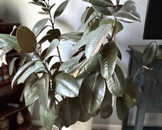 Ficus elastica 'Burgundy'