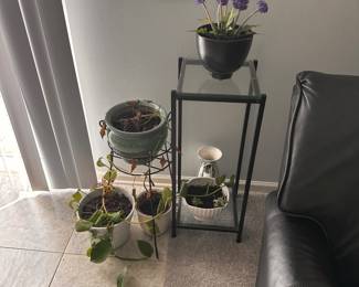Live and silk plants 