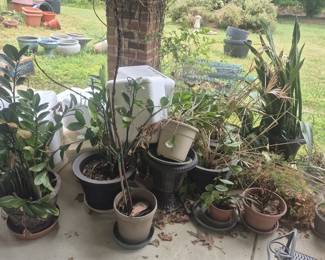 5564 - Group lot of plants in planters
