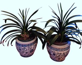 618 - Pr Chinese Blue & White Porcelain Planters (Description): A pair of Chinese blue and white porcelain  planters in the traditional fishbowl form.  Each planter features hand-painted floral and  foliate designs with decorative banding at  the rim including Greek key and geometric patterns. The planters are presented with  live plants. Pots measure 12.5 x 15, and with  plants 35" overall