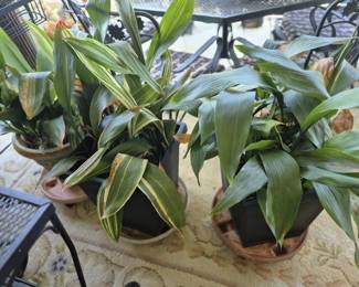 5062 - Group household plants in planters